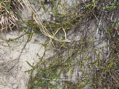 Coprosma acerosa