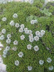 Globularia repens