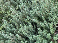 Pimelea villosa