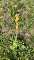 Verbascum nigrum