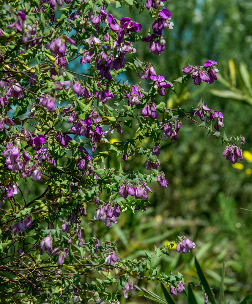 Heartleaf Falsepea from Millwood Stream Fynbos Area on September 14 ...