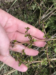 Coprosma