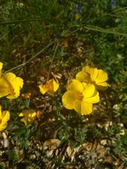 Linum campanulatum