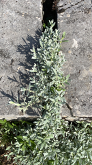 Cerastium tomentosum