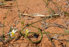 Romulea sinispinosensis
