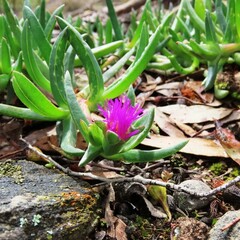 Carpobrotus