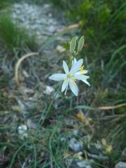 Anthericum liliago