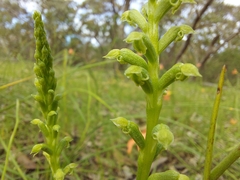 Microtis frutetorum