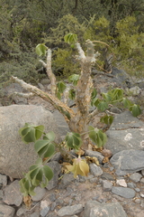 Jatropha macrocarpa