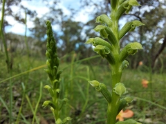 Microtis frutetorum
