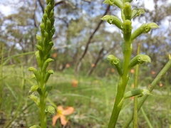 Microtis frutetorum