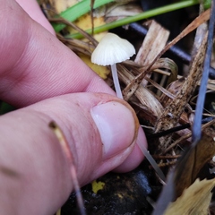 Porotheleaceae