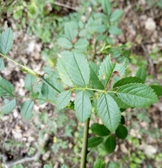 Rosa rubiginosa