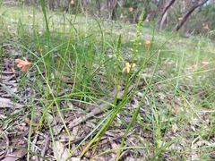 Microtis frutetorum