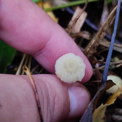 Porotheleaceae