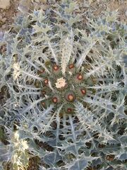 Onopordum acaulon