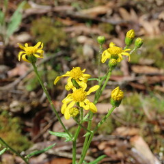 Senecio pinnatifolius