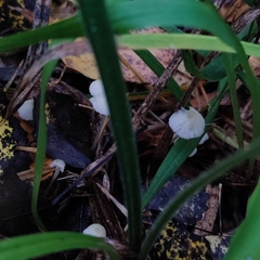 Porotheleaceae