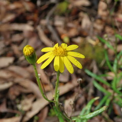 Senecio pinnatifolius
