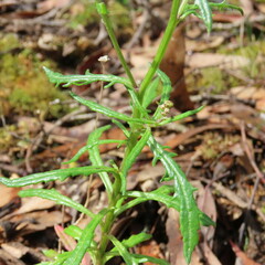 Senecio pinnatifolius