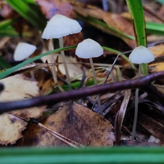 Porotheleaceae