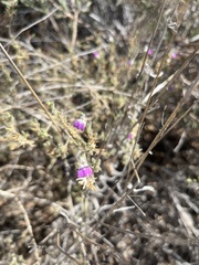 Justicia divaricata