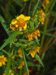 Bidens cernua
