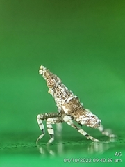 Fulgoridae