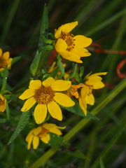 Bidens cernua