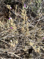 Justicia divaricata