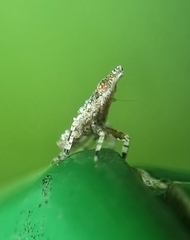 Fulgoridae