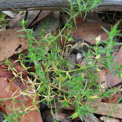 Stellaria pungens