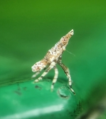 Fulgoridae