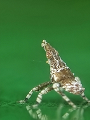 Fulgoridae