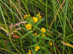 Bidens cernua