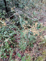 Astrotricha longifolia