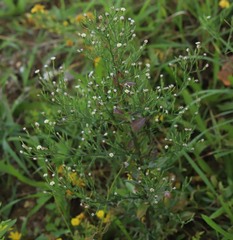 Symphyotrichum subulatum squamatum