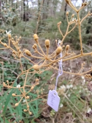 Astrotricha longifolia