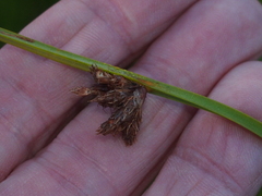 Schoenoplectus pungens