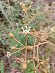 Astrotricha longifolia