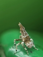 Fulgoridae