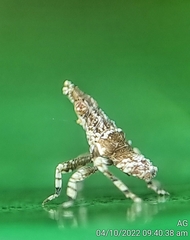Fulgoridae