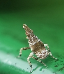 Fulgoridae