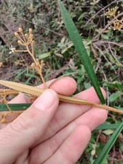 Astrotricha longifolia