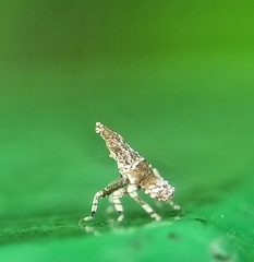 Fulgoridae