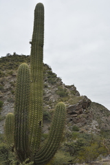 Trichocereus terscheckii