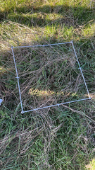 Cenchrus clandestinus