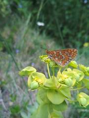 Euphydryas aurinia