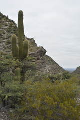 Trichocereus terscheckii