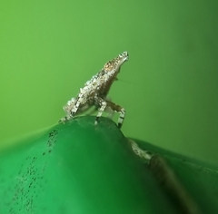 Fulgoridae